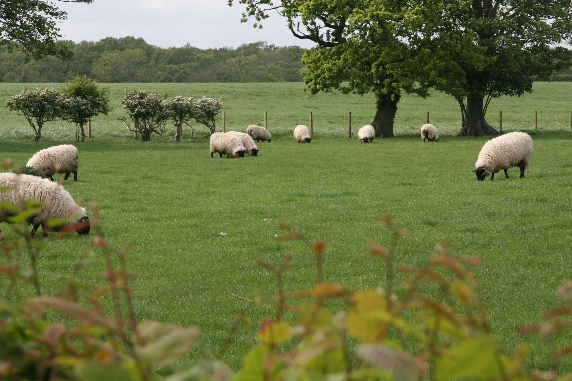 诺森伯兰住宿加早餐旅馆 Acklington 外观 照片